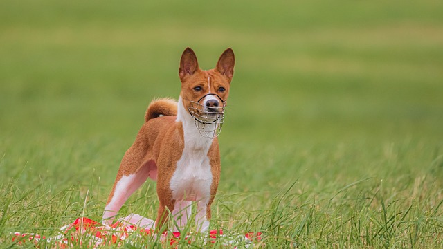 make a good dog an exceptional one with these tips 1
