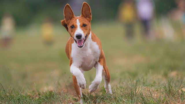 think your dog is a lost cause try these tips for a wellmannered pet