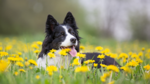 dog behavior specialist in kansas city 7 ways to help your dog overcome springtime separation