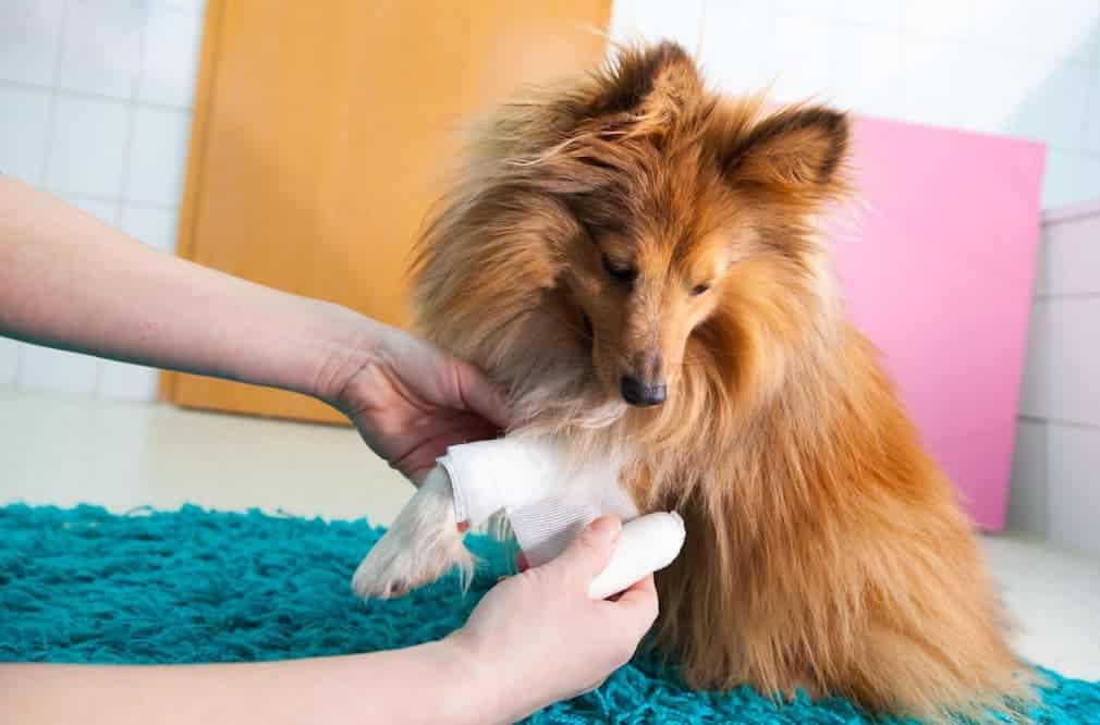 dog first aid tips