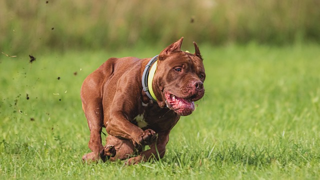 expert advice for training your dog the right way 1