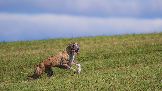 following these steps can make canine training easy