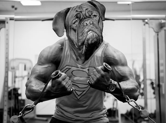 how you can successfully train your dog 1