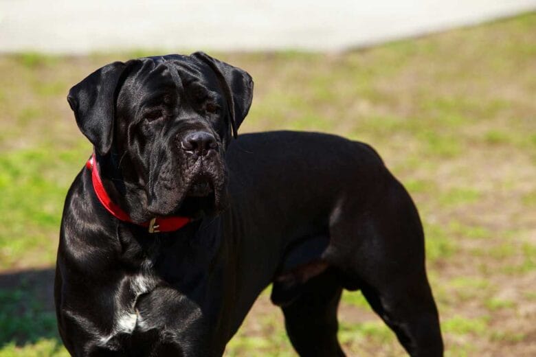 mastador mastiff labrador retriever