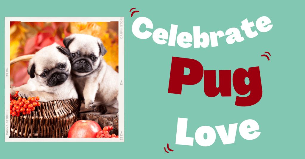 national pug day celebrating the irresistible charm of pugs