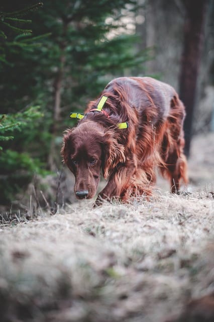 good dog bad dog the basics of training