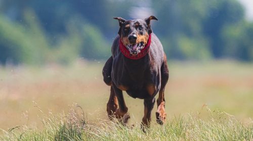 how you can successfully train your dog