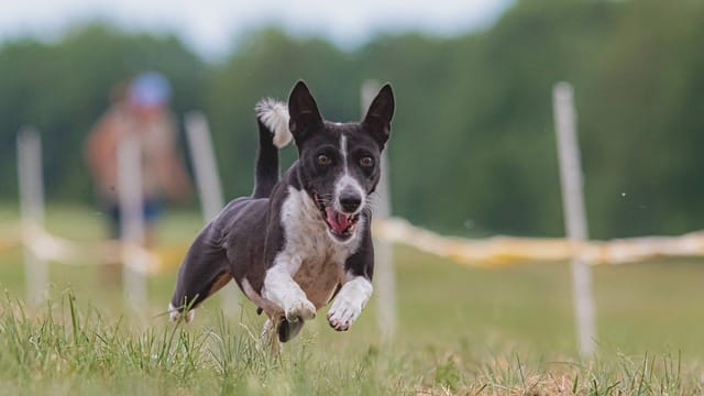 puppy training with some sound easy tips 1