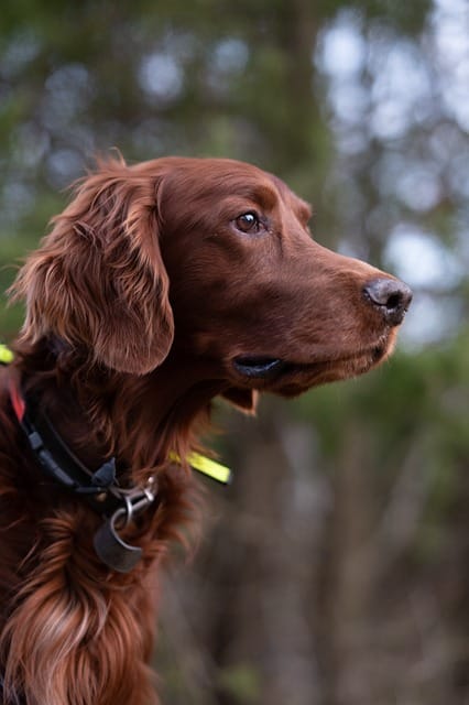 train your dog to follow your commands 1