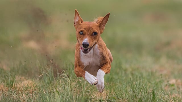 train your dog to follow your commands 2