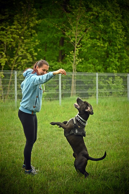tried and true ways of effective dog training