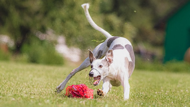 trouble training your dog follow these tips