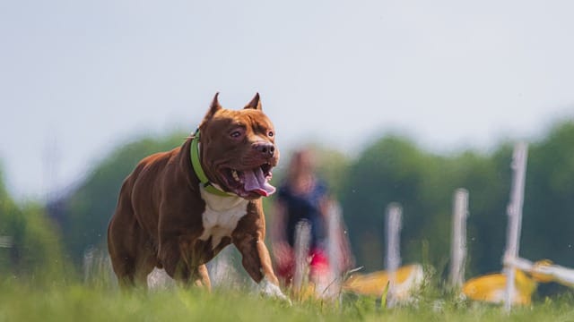 useful techniques to train a devoted dog