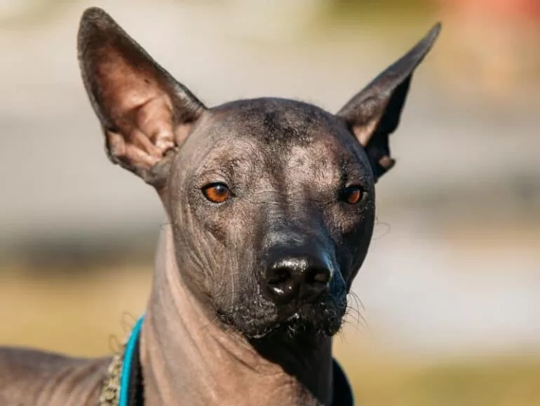 12 rare dog breeds that you dont see everyday