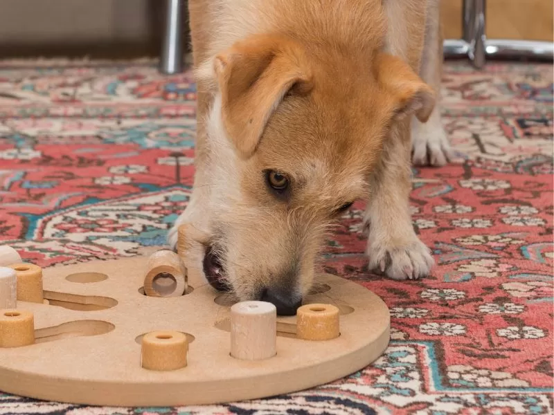 21 fun ways to keep your dog busy indoors on a rainy day