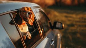 dog behavior specialist in kansas city 9 tips for preparing your dog for travel this summer