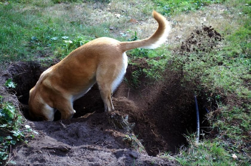 how can i get my dog to stop digging