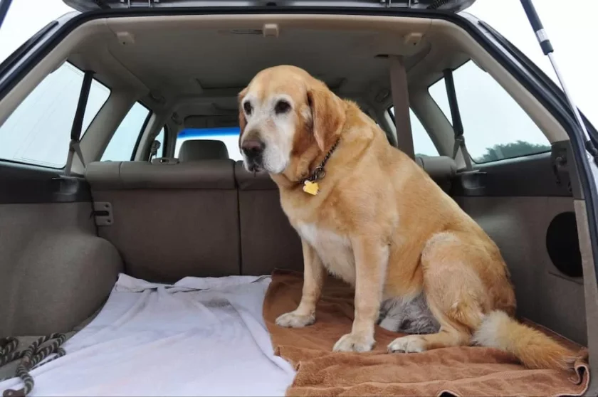 how to remove pet odors and stains from your car