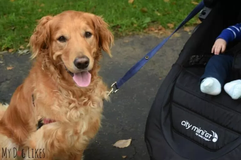 how to walk your dog with a baby stroller