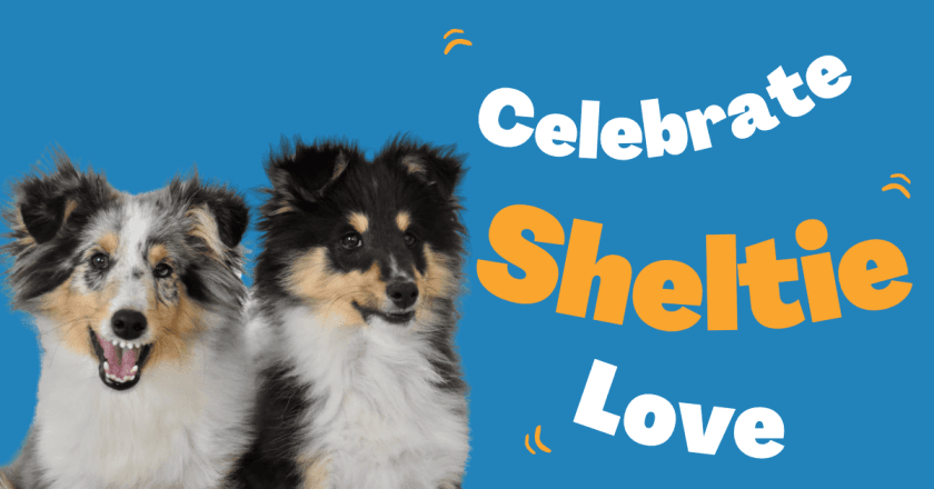 international sheltie day celebrate this beautiful breed in the most beautiful way