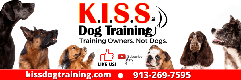 kiss dog training recommendations the petsafe treat and train