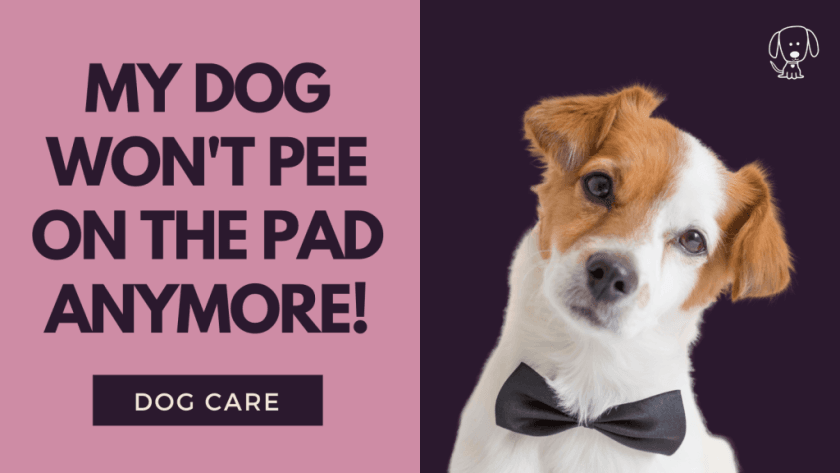 my dog wont pee on the pad anymore what to do now to fix it