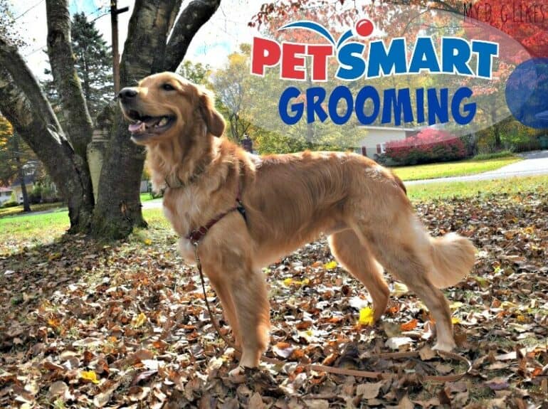 petsmart grooming review looking sharp feeling good