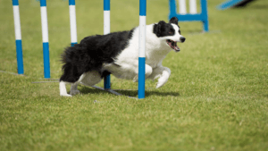 puppy training in shawnee 7 benefits of agility training for dogs