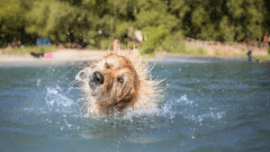 shawnee dog training 10 tips to keep your dog cool and comfortable this summer