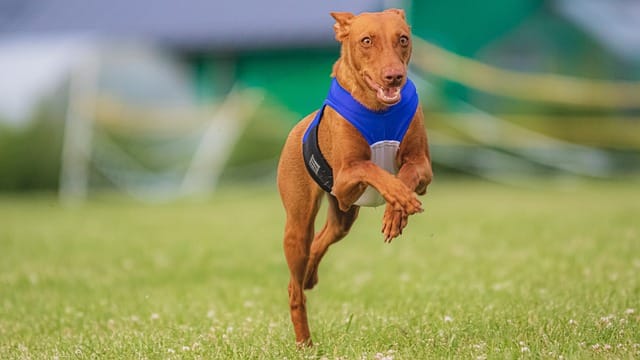 simple steps to effectively train your dog