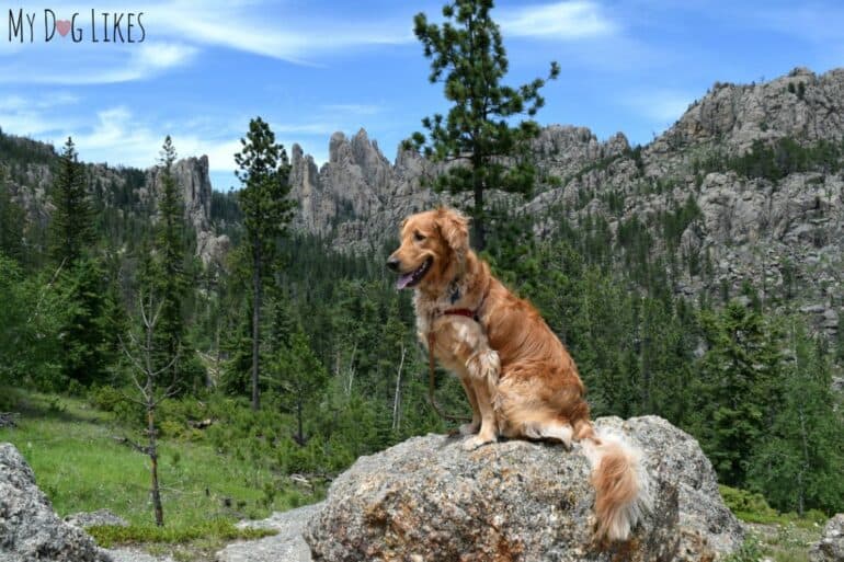 visiting custer state park with dogs a black hills gem