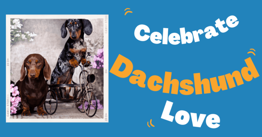 wag your tail for national dachshund day celebrating our favorite wiener dogs