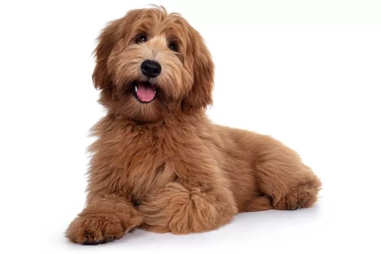 what is a red labradoodle breed facts top care sheet