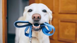 a shawnee dog trainer gives 5 tips for training your dog not to pull on the leash