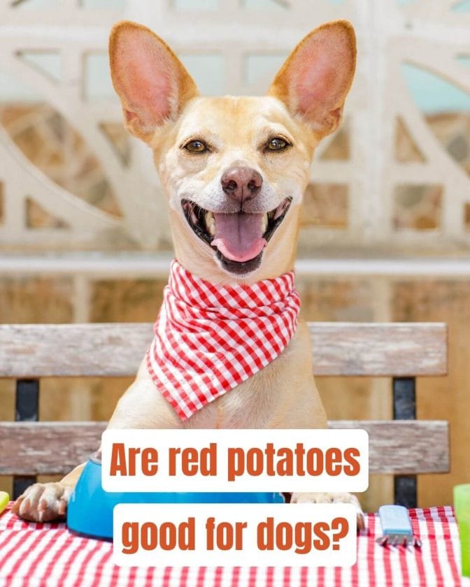 can dogs eat red potatoes tasty taters or toxic treat