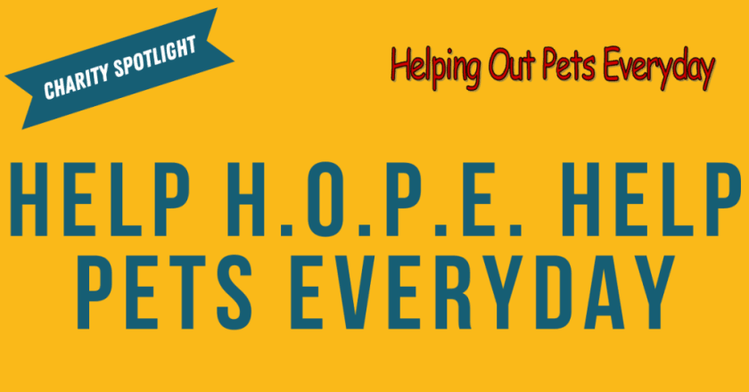 helping our pets everyday hope has become a beacon of hope for pets in their community