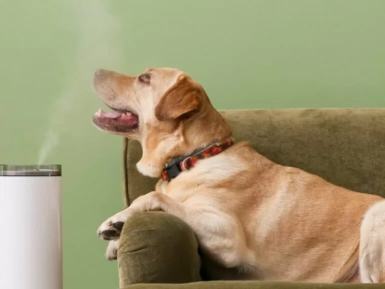 how do you use eucalyptus oil for dogs