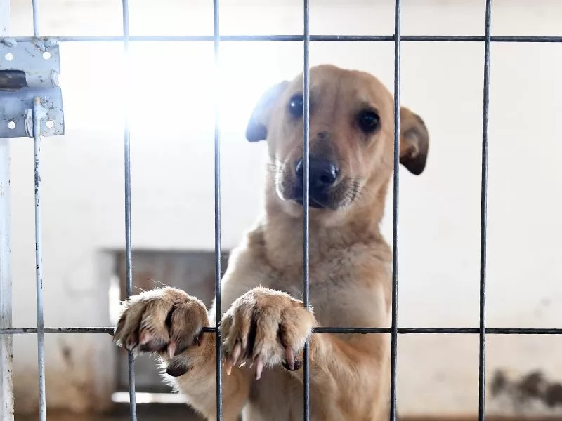 how to help a shelter dog when you cant adopt