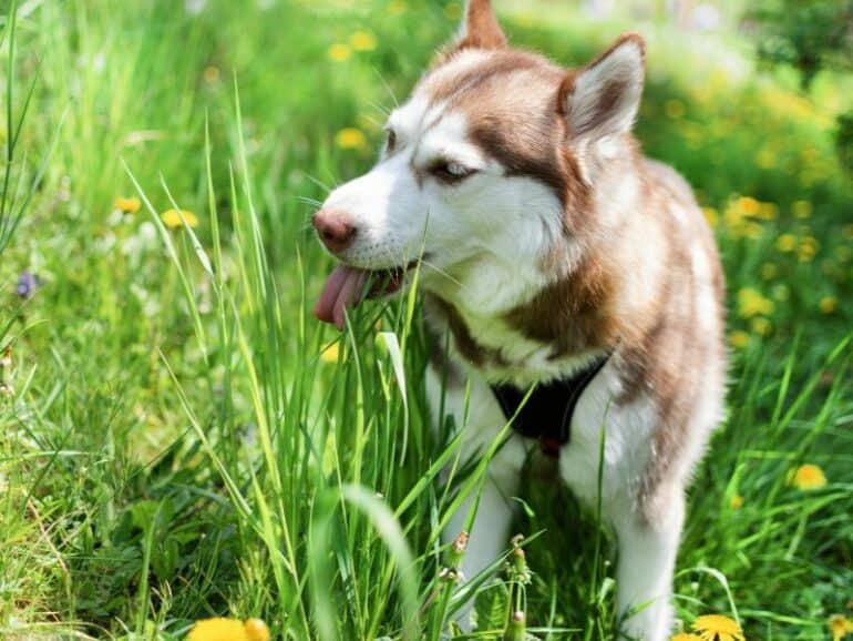 is it ok to let my dog eat grass