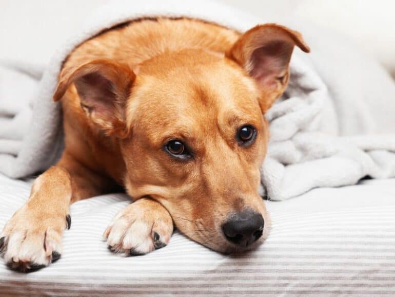 5 reasons why your dog should sleep in your bed at night