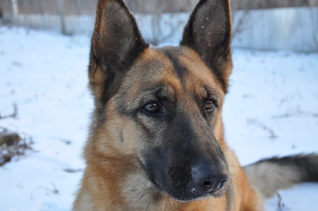 a welltrained dog equals a happy household