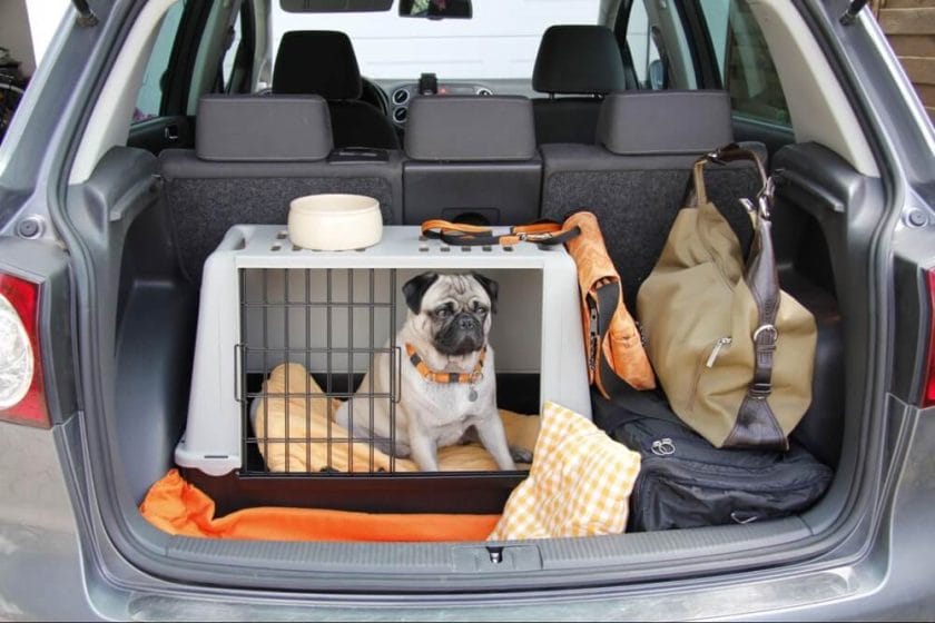 best dog travel tips