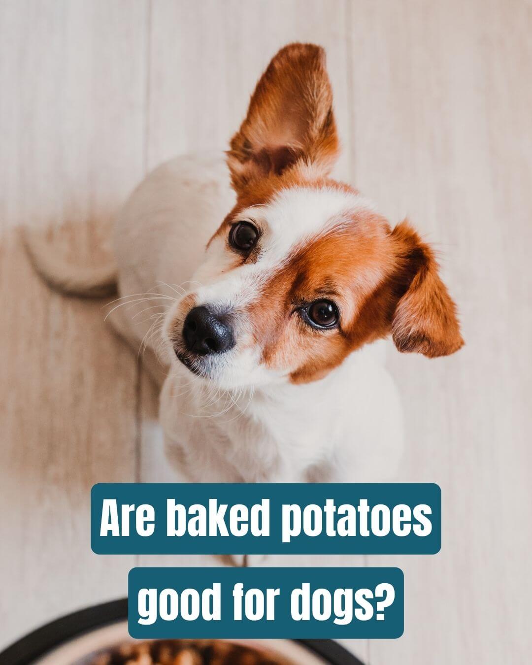 can dogs eat baked potatoes doggy delight or disaster dish