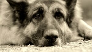 dog trainer in shawnee 7 signs your dog is stressed