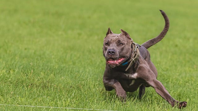 easy steps to a well behaved dog