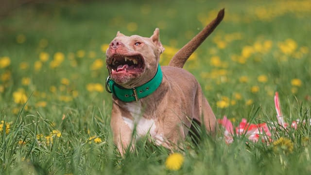 electric shock collars and dog training