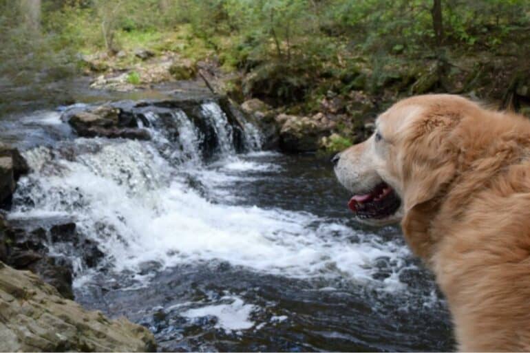 is ricketts glen state park dog friendly