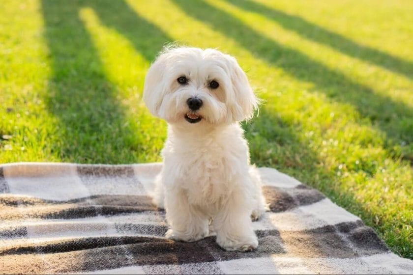 nothing to sneeze at 10 top hypoallergenic dog breeds