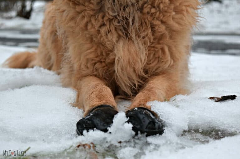 pawz dog boots review maximum winter protection