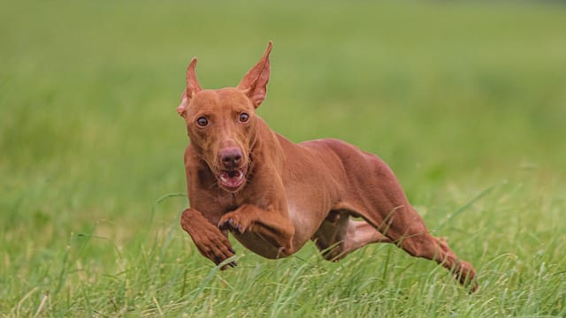 tips and tricks for training any dog 1